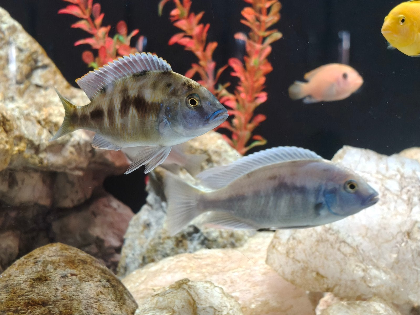cichliden div, Dieren en Toebehoren, Vis, Zoetwatervis, Schoolvis