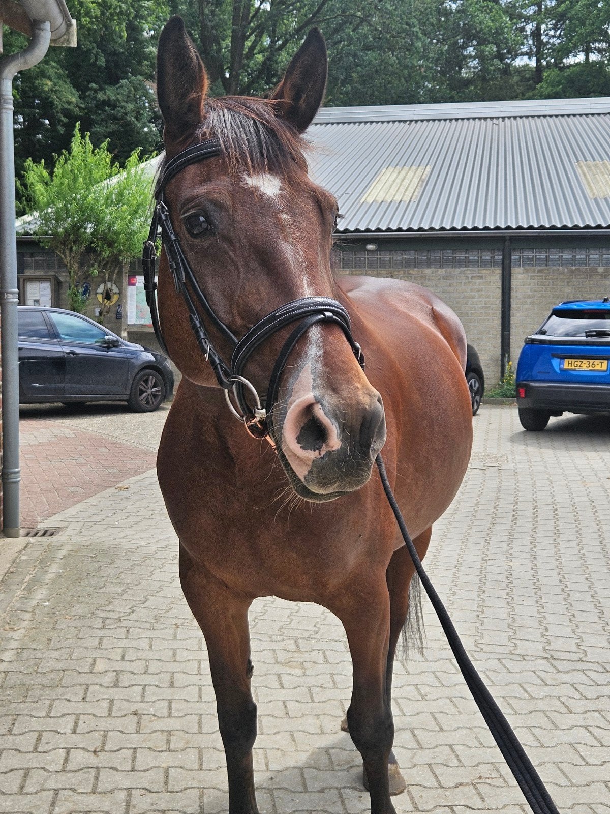 Mooie Irish Sport Horse merrie, Dieren en Toebehoren, Paarden, Merrie, Minder dan 160 cm, Met stamboom, Dressuurpaard