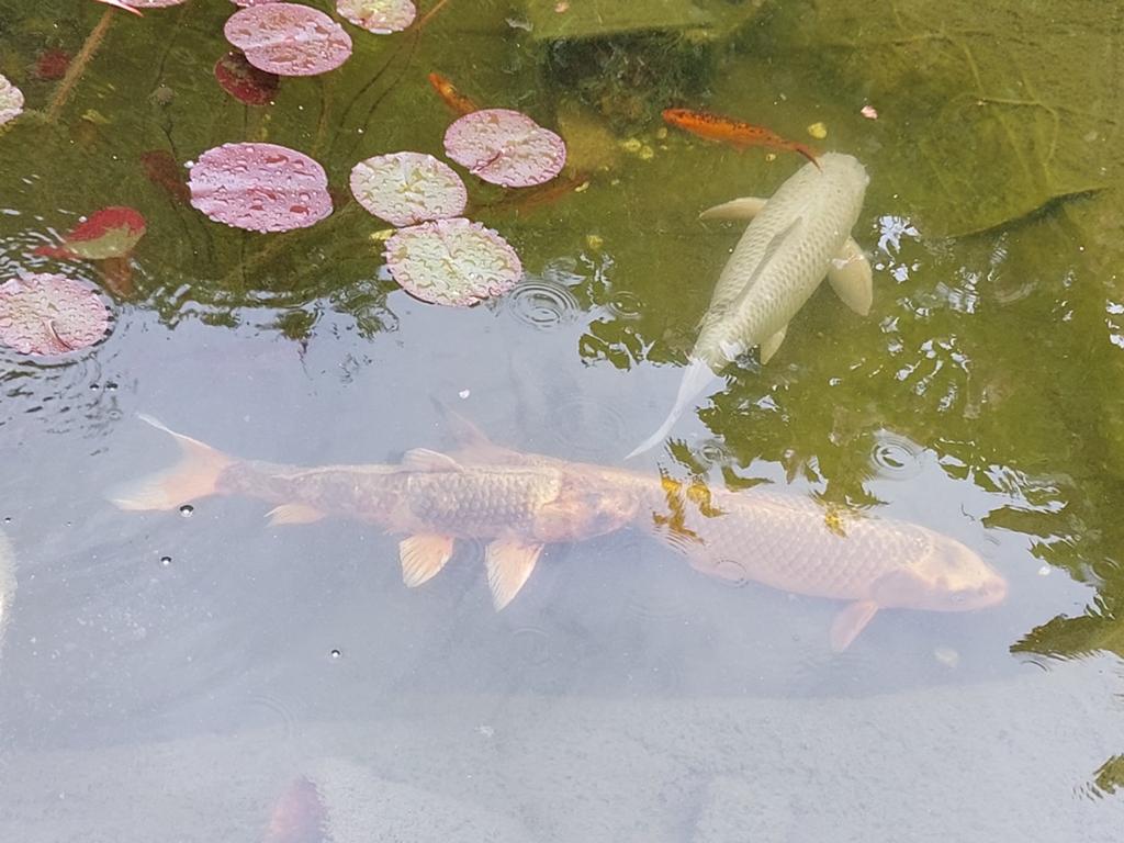 Mooie grote koikarpers, Tuin en Terras, Vijvers, Ophalen