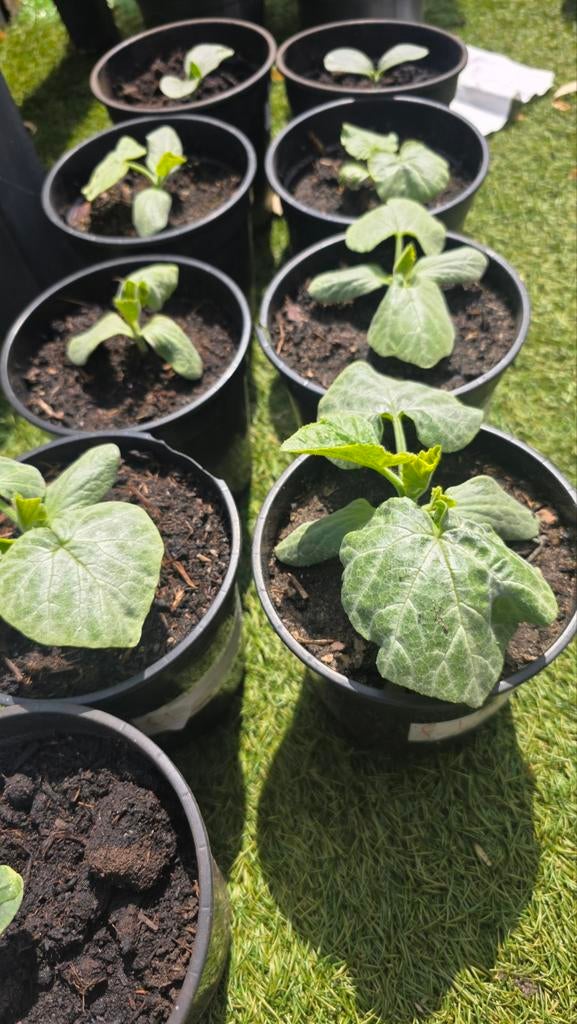 Flespompoenplantjes, Tuin en Terras, Planten | Tuinplanten, Ophalen of Verzenden, Eenjarig, Groenteplanten, Volle zon