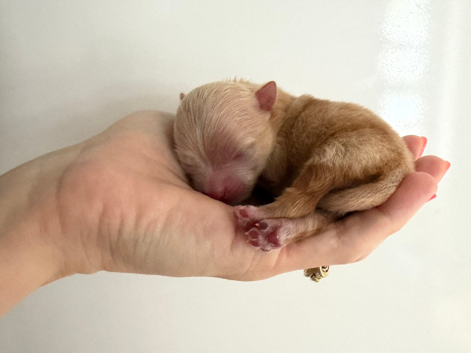 Chihuahua pup reu abrikoos. REUTJE. Langharig., Dieren en Toebehoren, Parvo, Reu, 8 tot 15 weken, Eén hond