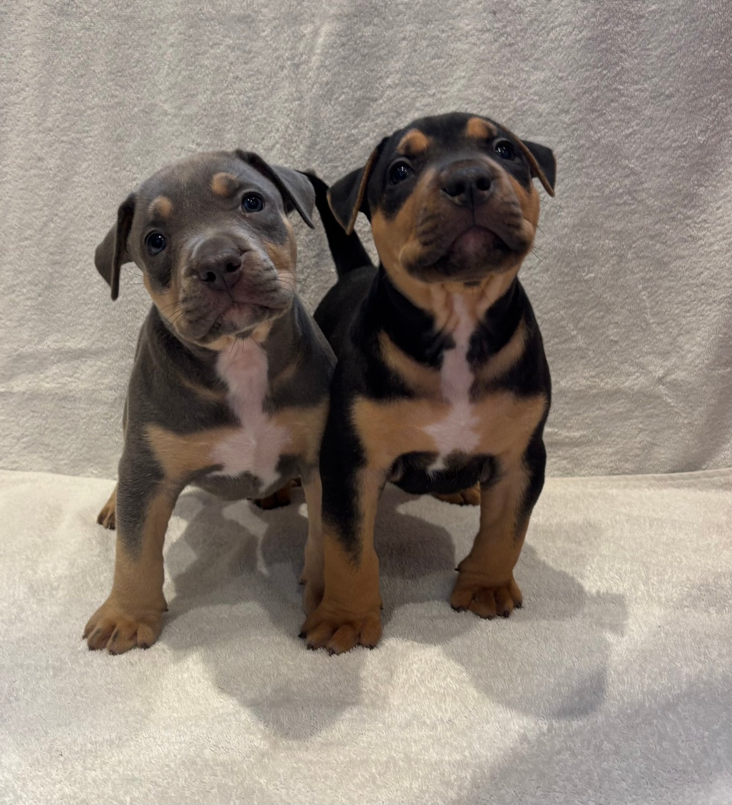 American Bully XL pups, Dieren en Toebehoren, Honden | Bulldogs, Pinschers en Molossers, Parvo, Overige rassen, 8 tot 15 weken