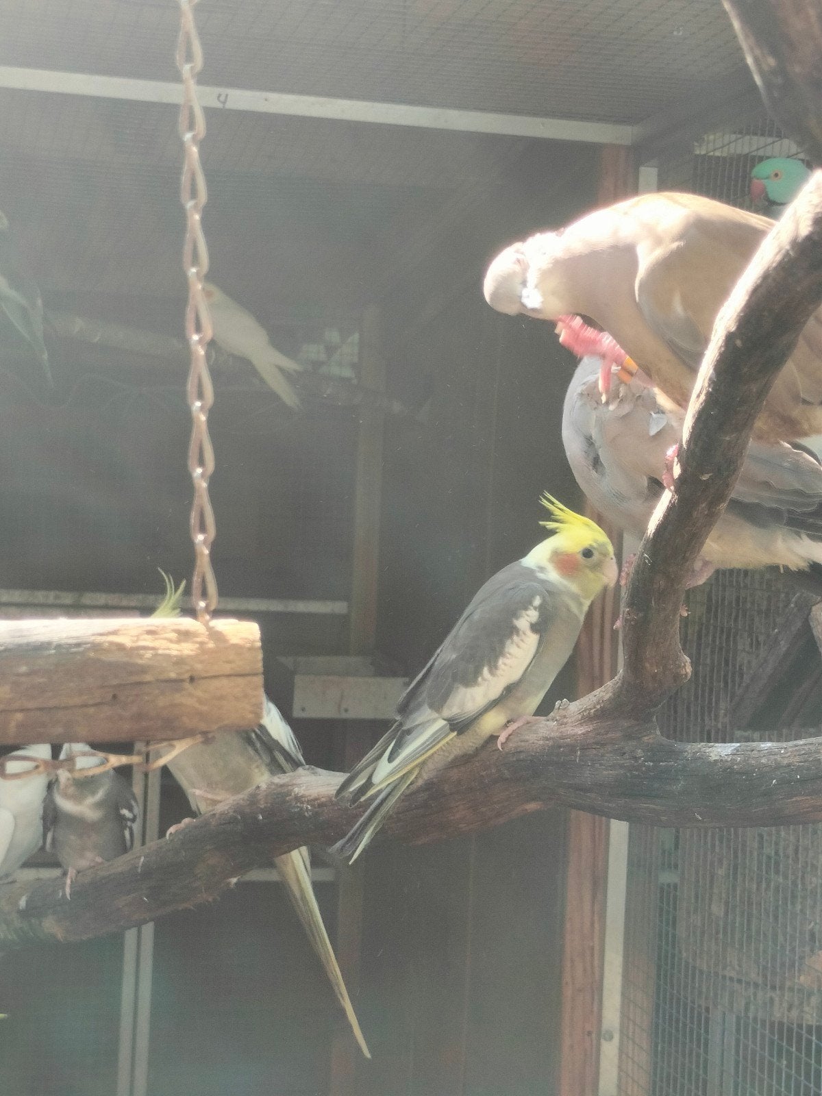 3 jonge valkparkieten te koop, Dieren en Toebehoren, Vogels | Parkieten en Papegaaien, Meerdere dieren, Parkiet, Geringd