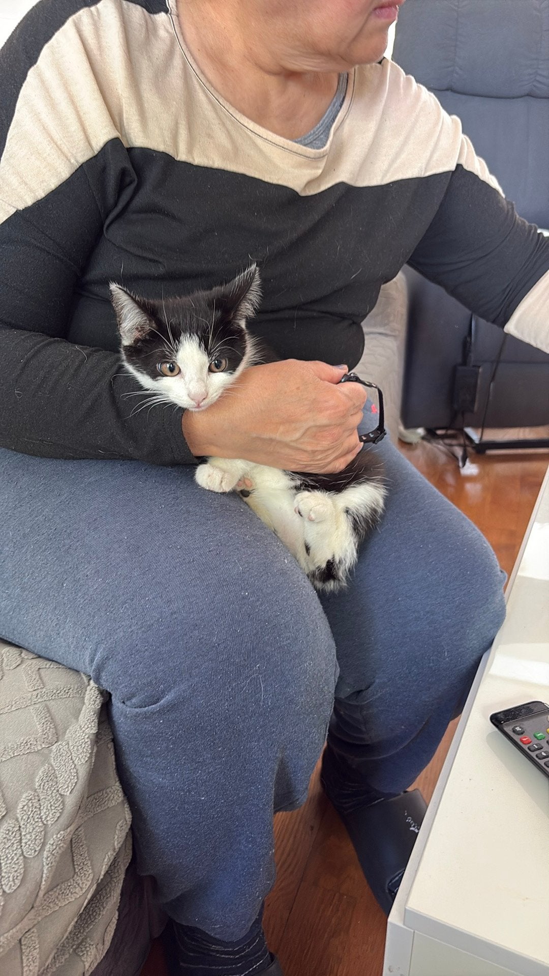 Kitten te koop, Poes