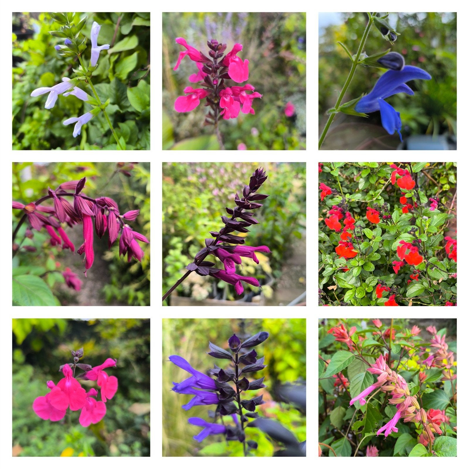 Salvia's, diverse soorten, Ophalen, Volle zon