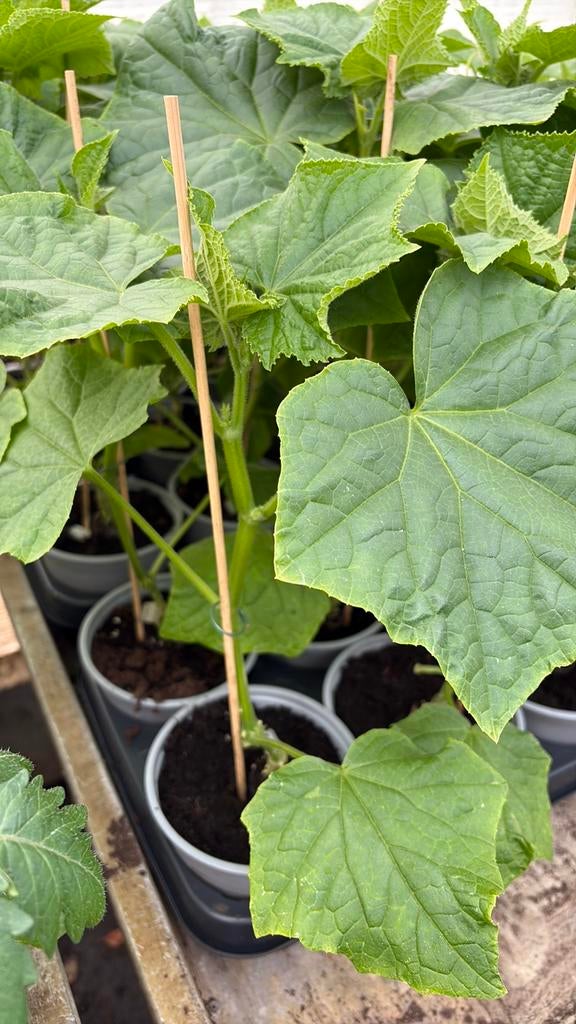 Komkommerplant snack komkommer, Ophalen, Eenjarig, Groenteplanten, Volle zon