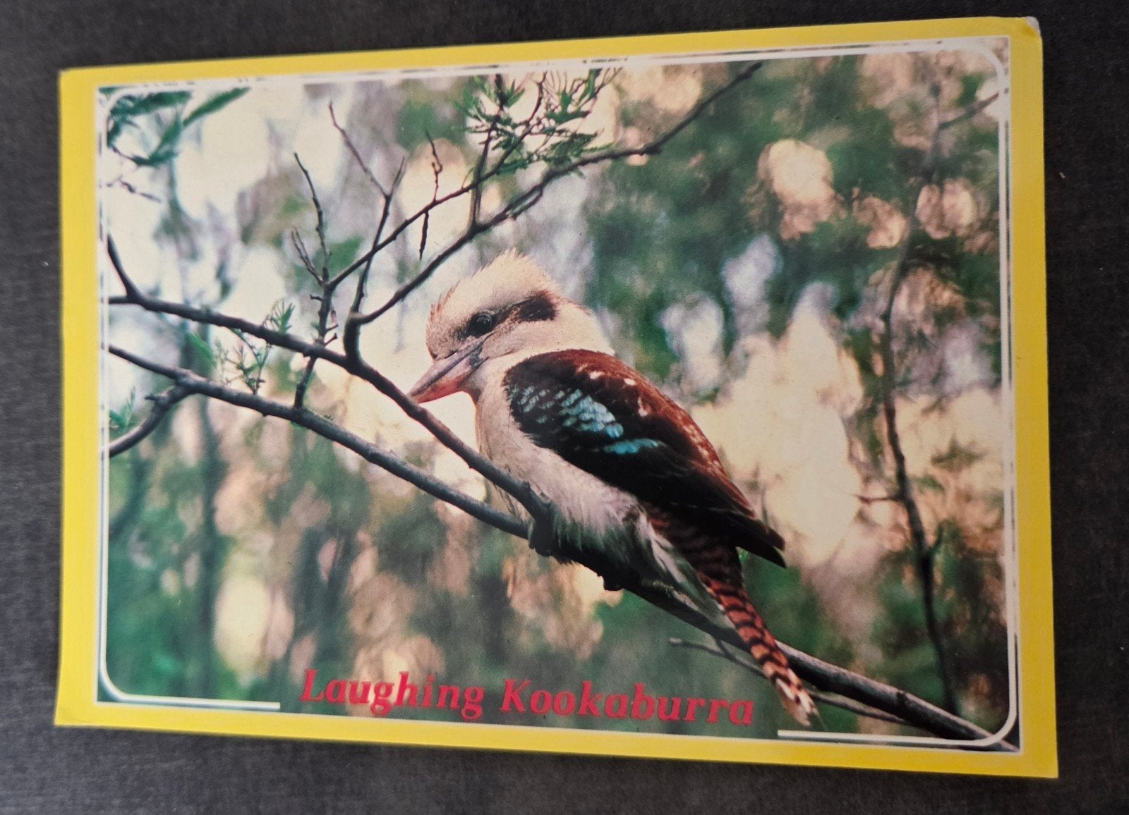 Ansichtkaart Australië - Lachende Kookaburra, Verzenden, 1980 tot heden, Gelopen, Buiten Europa