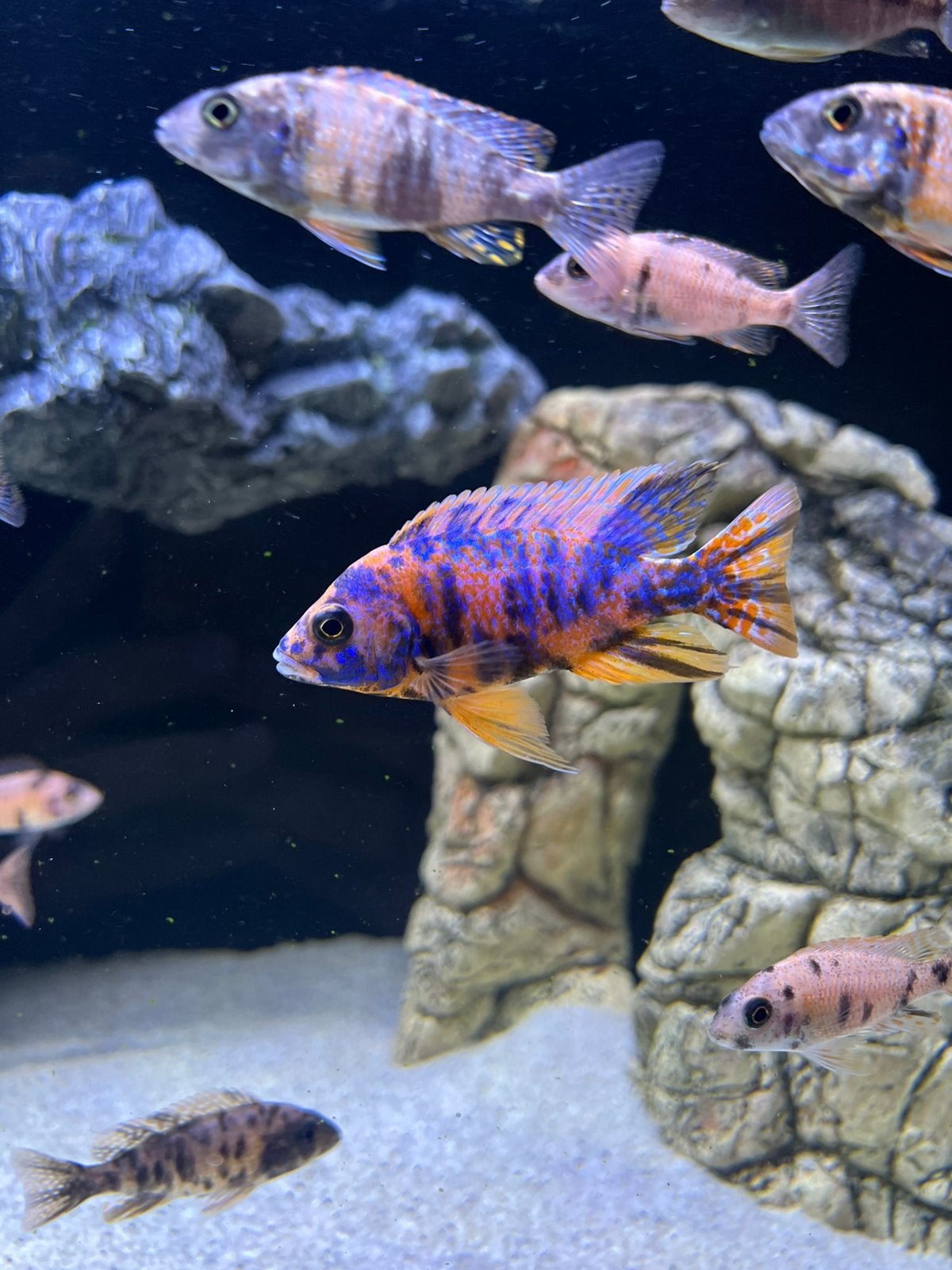 Aulonocara Red OB (malawi), Vis
