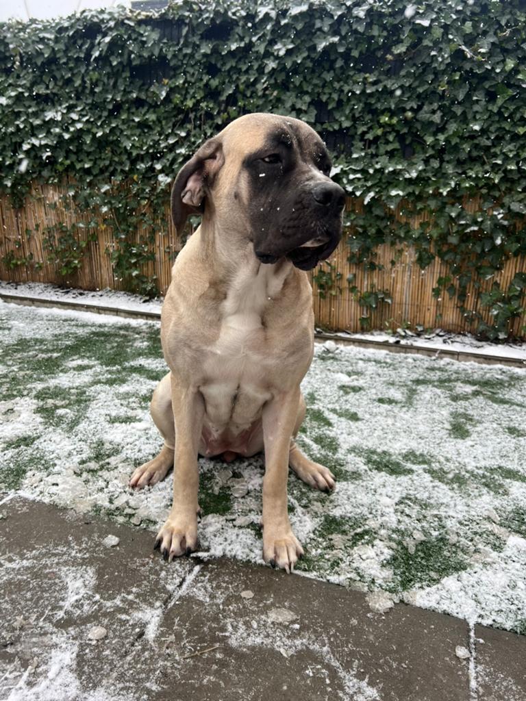 Old englisch mastiff x boerboel, Particulier, Overige rassen, 1 tot 2 jaar, Buitenland