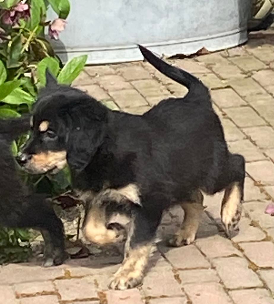 Supermooie GOLDEN RETRIEVER x FRIESE STABIJ pups, Parvo, Nederland, 8 tot 15 weken, Meerdere