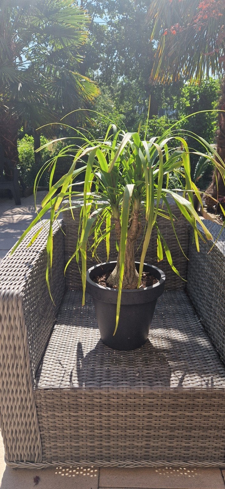 Mooie en gezonde Olifantspoot (Beaucarnea recurvata), Huis en Inrichting, Kamerplanten, Overige soorten, Minder dan 100 cm, Groene kamerplant