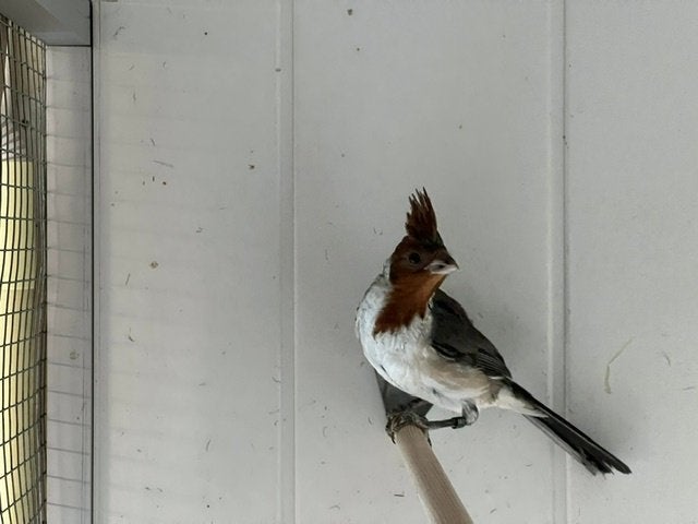 Roodkuif kardinalen kweek 2026, Meerdere dieren, Tropenvogel, Geringd