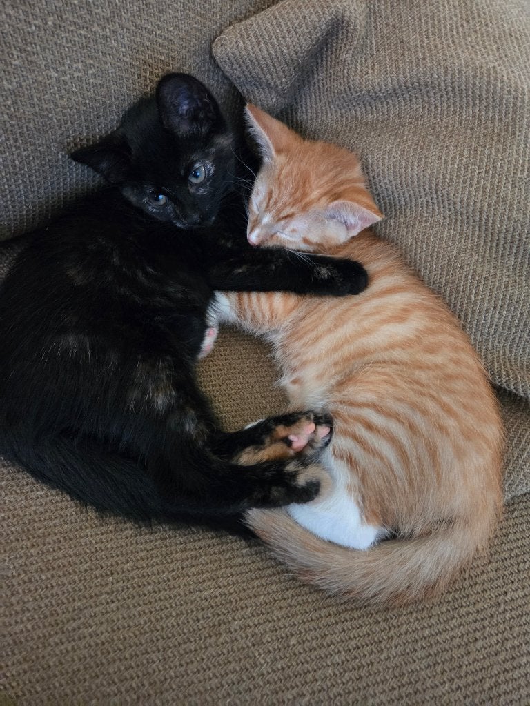 Kittens 100€, Dieren en Toebehoren, Katten en Kittens | Raskatten | Korthaar, Kater, 0 tot 2 jaar