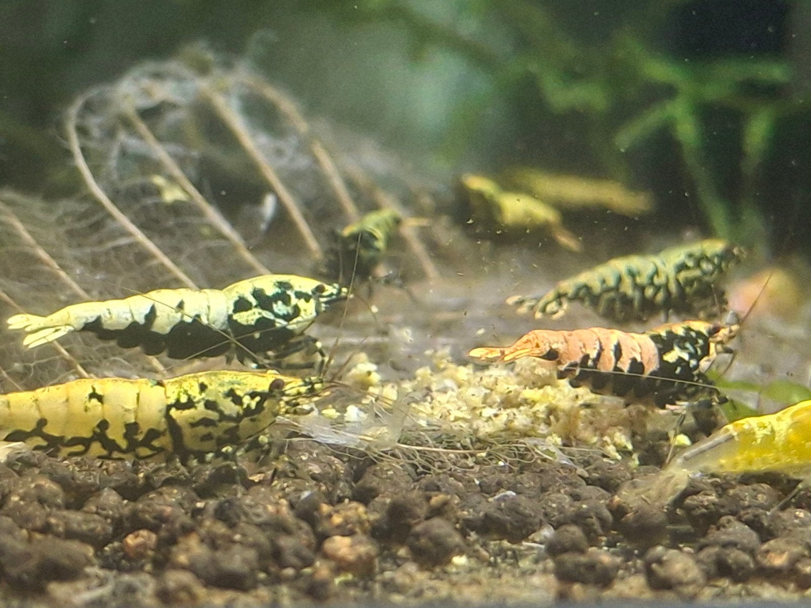 Galaxy garnalen, Kreeft, Krab of Garnaal