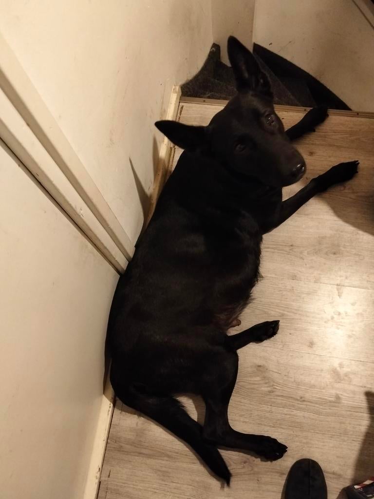 Hollandse herder Puppies geboren, Dieren en Toebehoren, Honden | Herdershonden en Veedrijvers, Meerdere dieren, Herder, Particulier