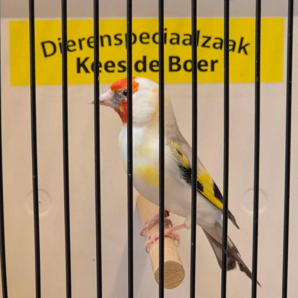 Witkop Major putter pop, Dieren en Toebehoren, Vogels | Overige Vogels, Vrouwelijk, Wildzangvogel, Geringd