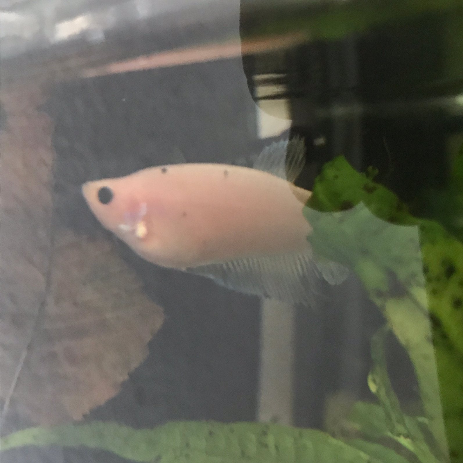 Kempvis, Betta splendens vrouw., Vis