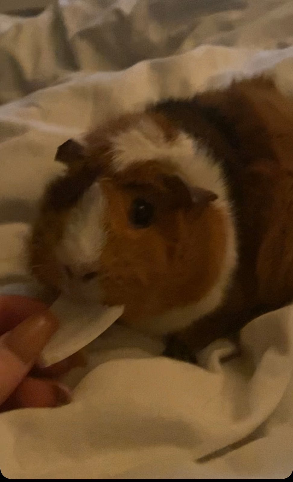 Gezocht | Cavia maatje +- 4 jaar, Cavia, Geslacht onbekend, Januari, Tam