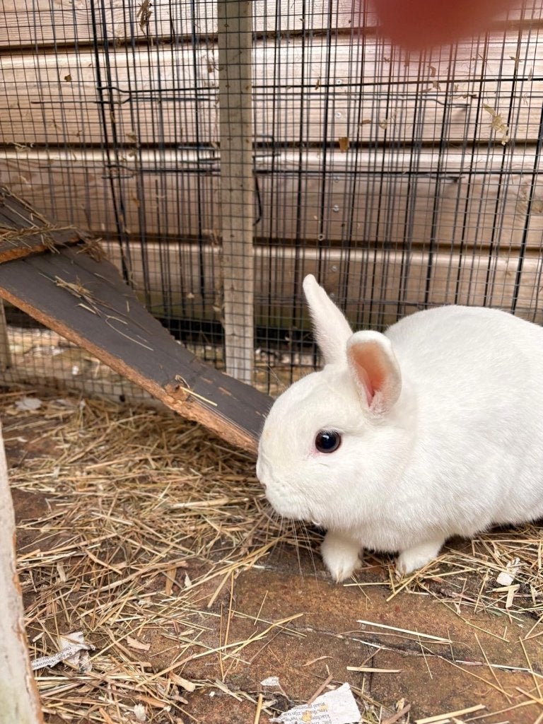 Konijn, Mannelijk, Middelgroot, 3 tot 5 jaar
