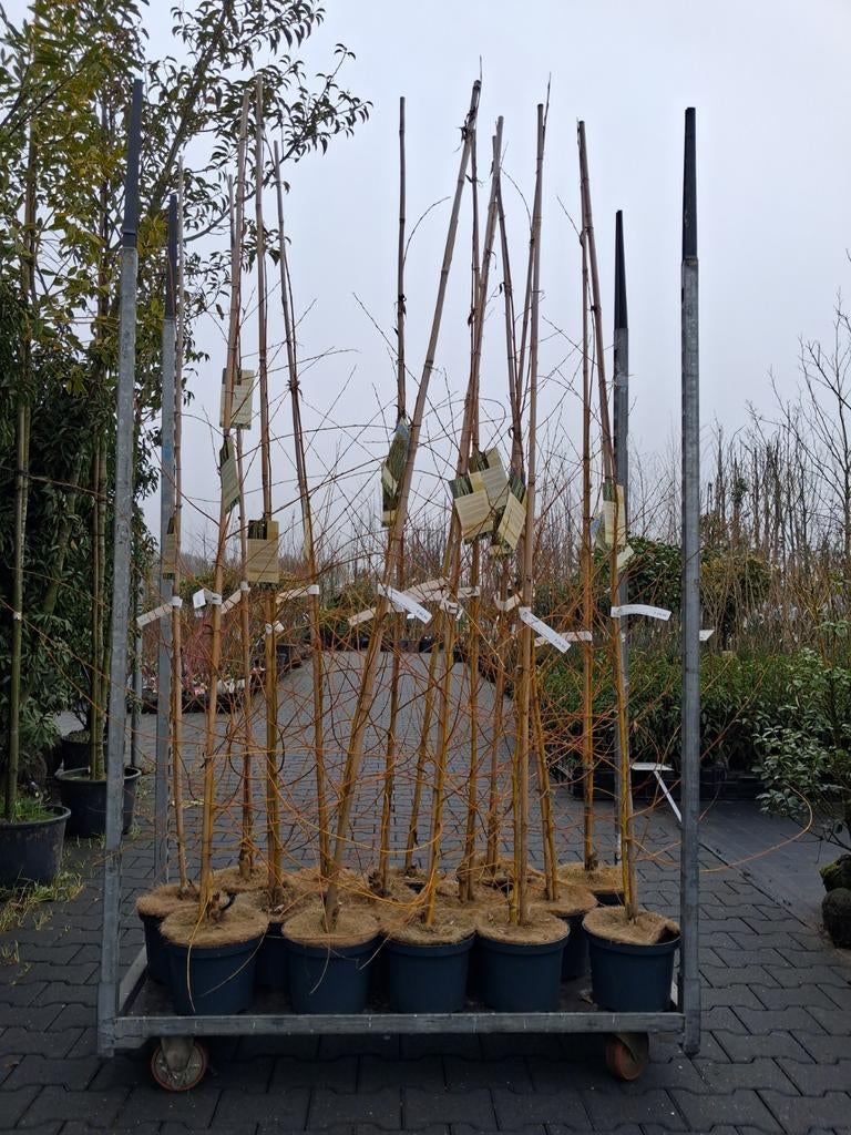 Treurboom Salix Chrysocoma - Gouden Treurwilg 200cm, Treurboom, Ophalen of Verzenden, Lente, 100 tot 250 cm