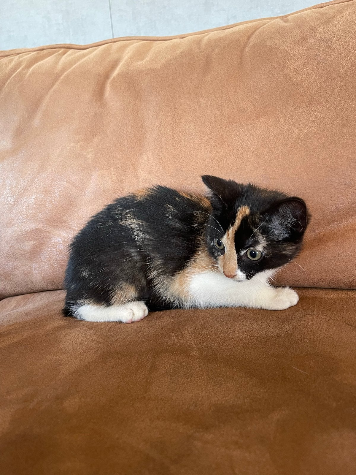 Jonge kittens - mogen per direct weg, Dieren en Toebehoren, Katten en Kittens | Overige Katten, Kortharig, Meerdere dieren, 0 tot 2 jaar