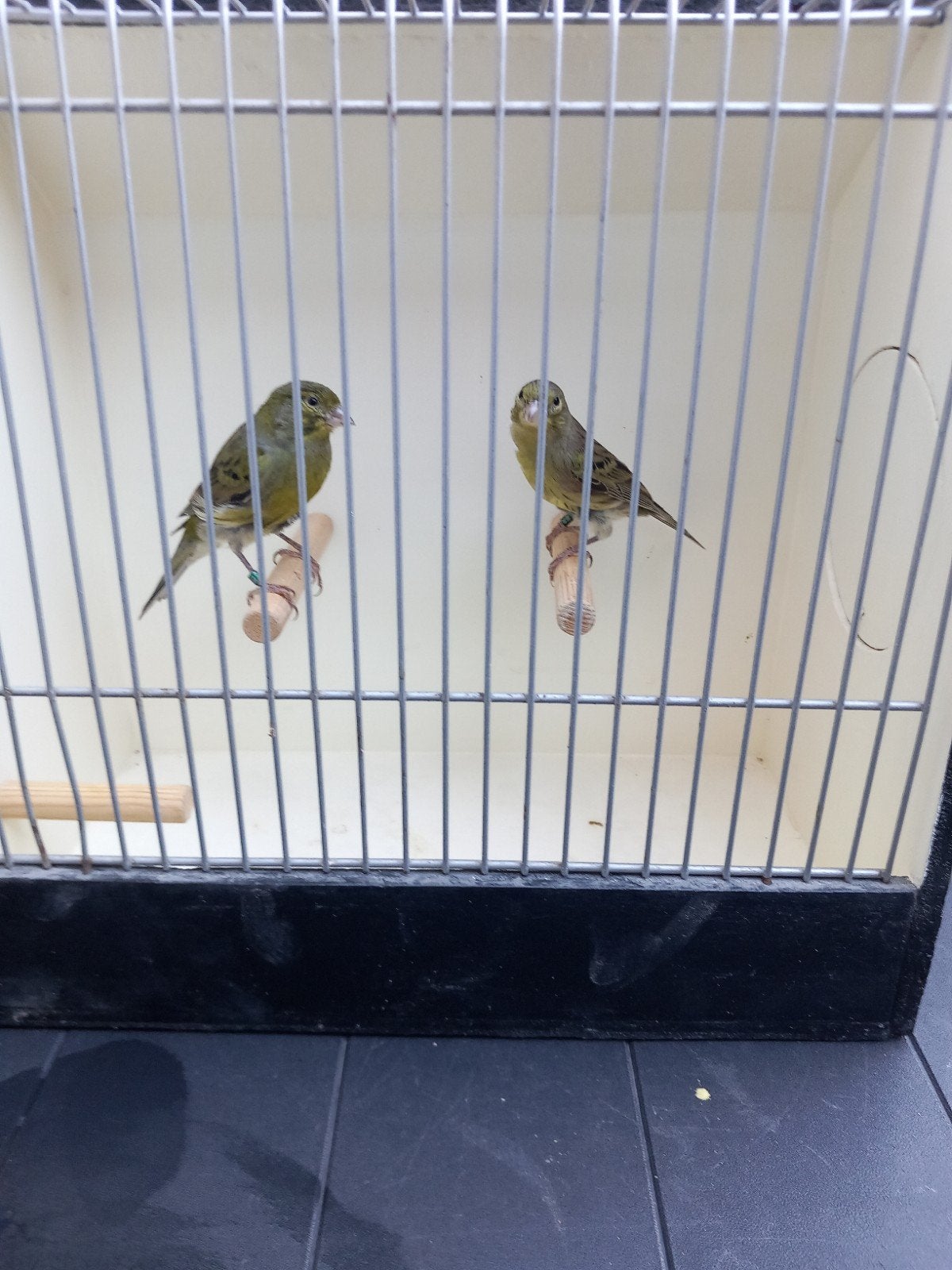 Timbrado kanaries, Dieren en Toebehoren, Meerdere dieren, Kleurkanarie