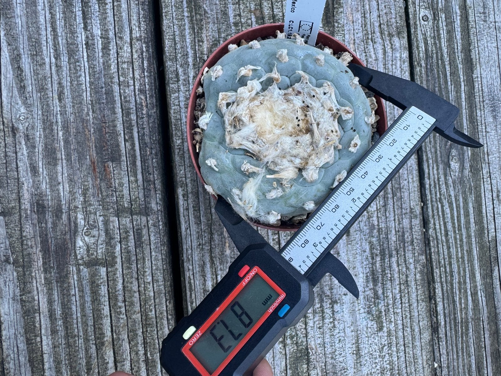 Peyote (Lophophora) – sterk en natuurlijk gekweekt, Overige soorten, Volle zon, Vaste plant, Ophalen of Verzenden