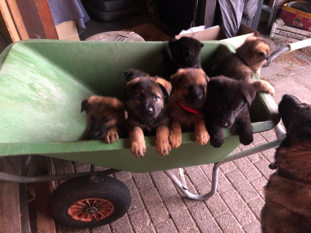 Herders puppy’s, 8 tot 15 weken, Parvo, Meerdere, Meerdere dieren