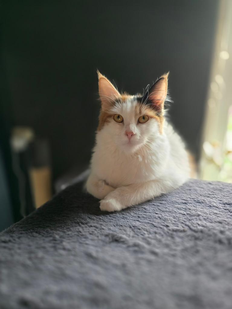 Kruising mainecoon poezen, Poes, Ontwormd, 0 tot 2 jaar