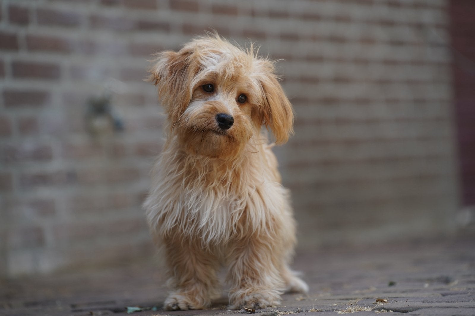 Boompoo pups | Boomer x Dwergpoedel, Parvo, Nederland, 15 weken tot 1 jaar, Meerdere
