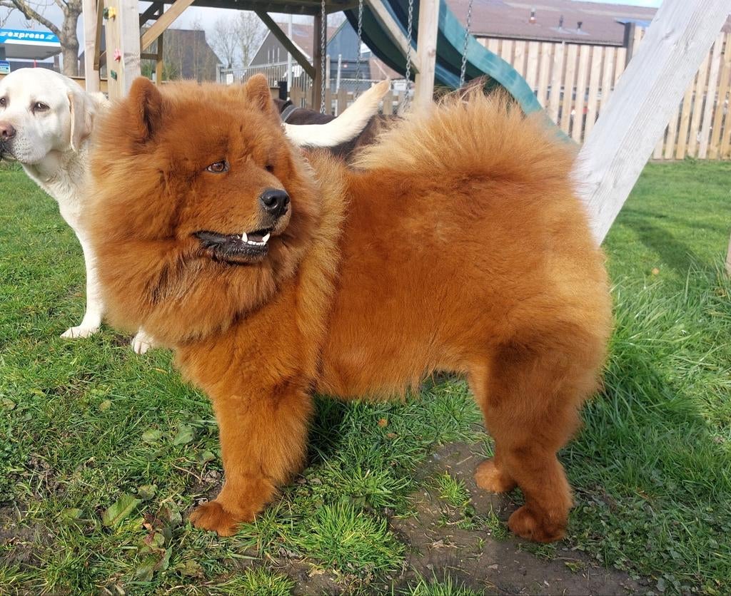 Dekreu, 1 tot 2 jaar, Eén hond, Nederland, Particulier