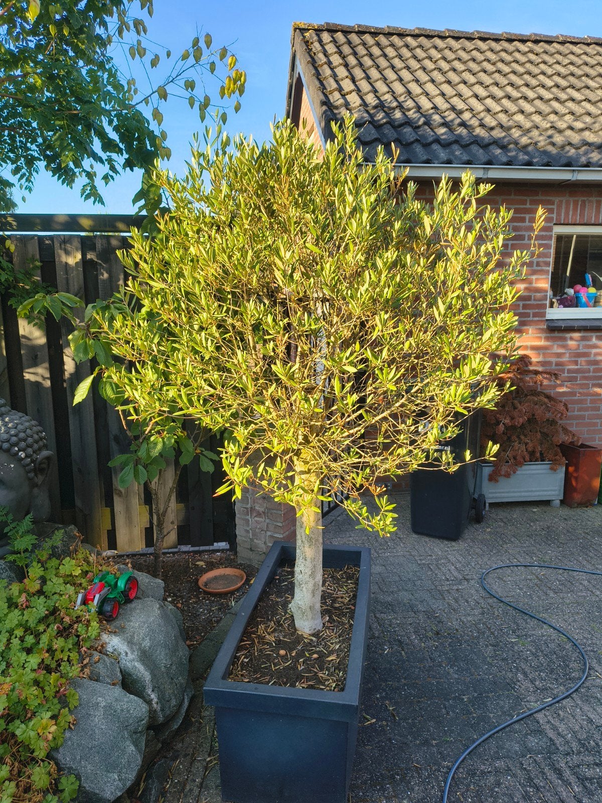 2 olijfbomen in plantenbak, Volle zon, Vaste plant, Bloeit niet, Ophalen