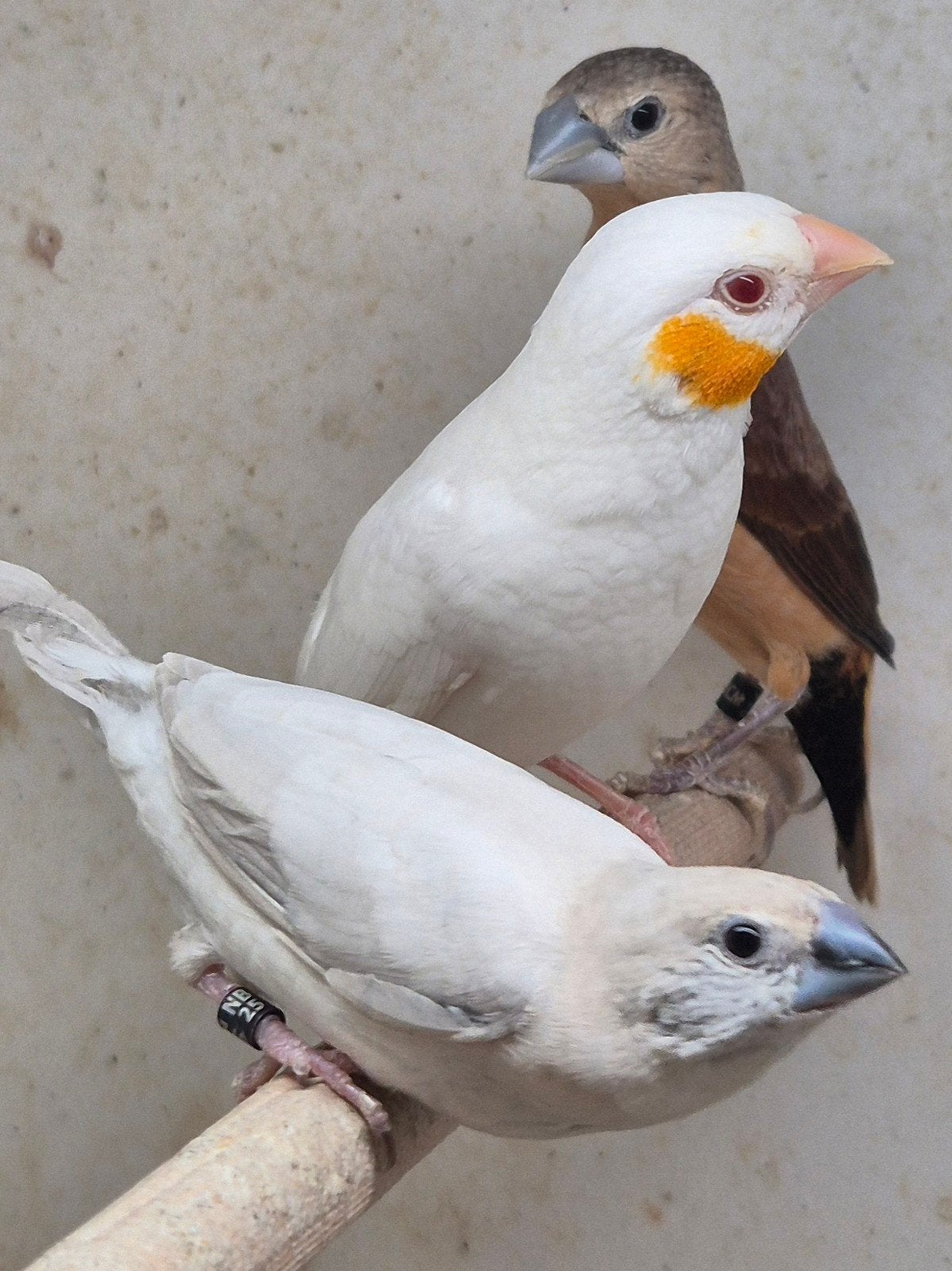 Mooie ino bandvink man oranjeband, Mannelijk, Tropenvogel