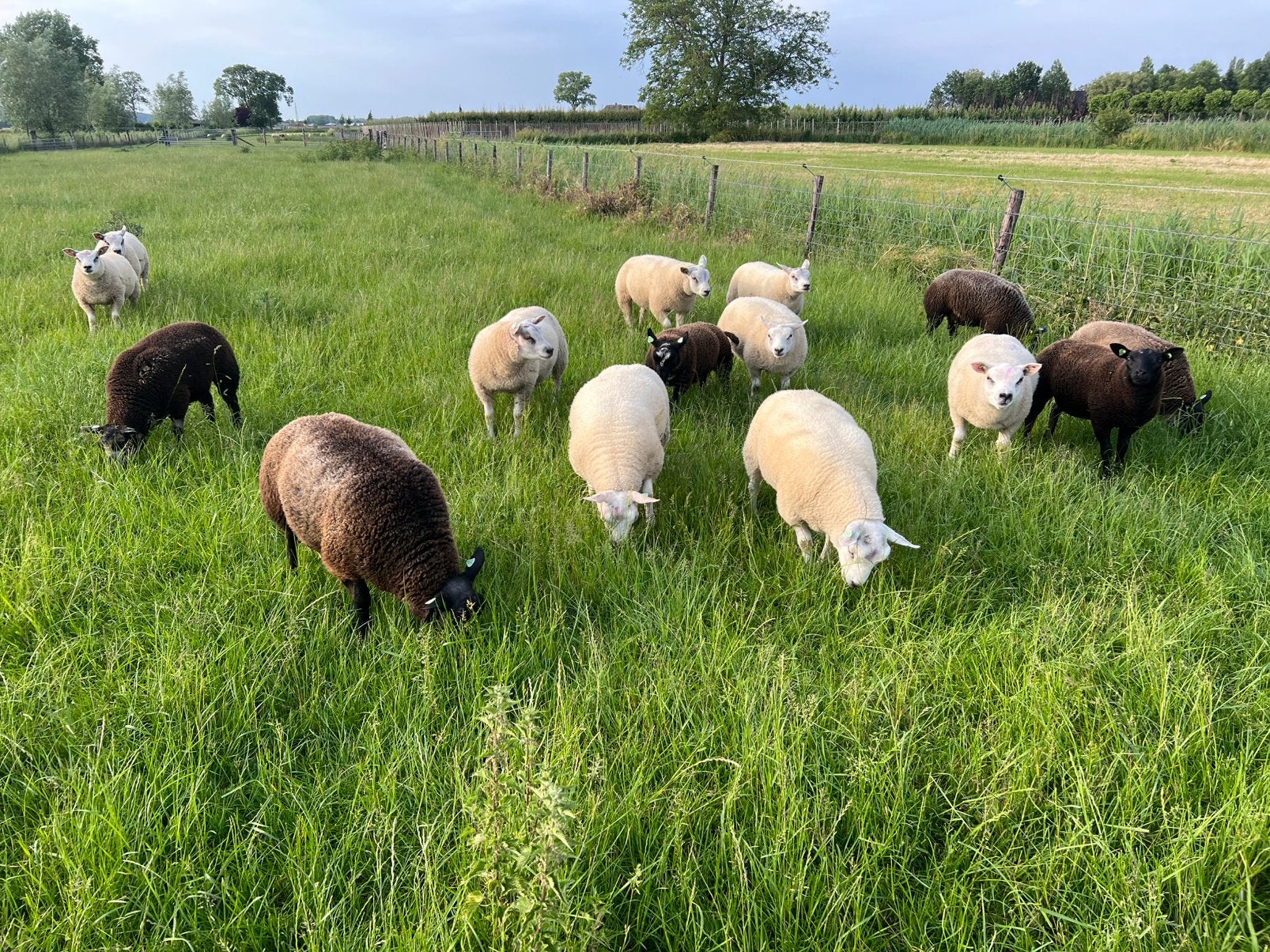 Zuivere texelaar dekrammen te koop, Mannelijk, Schaap