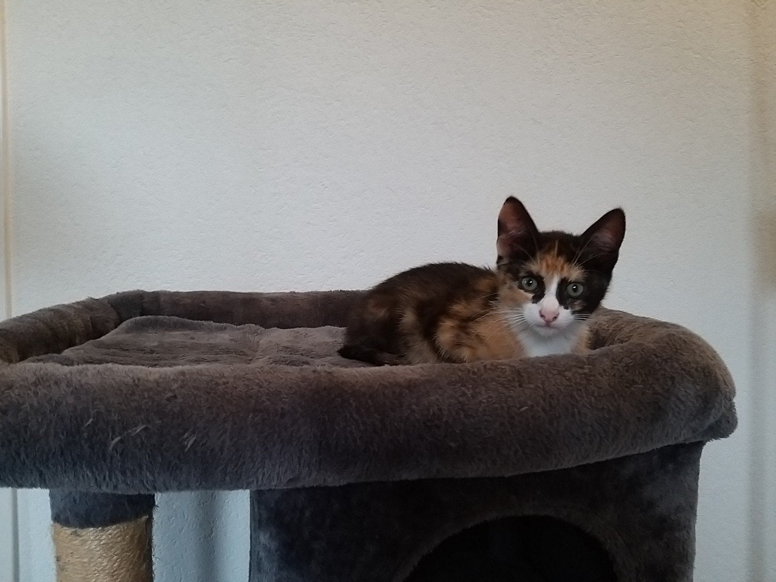 lieve kittens te koop, Dieren en Toebehoren, Katten en Kittens | Overige Katten, Poes, Kortharig, 0 tot 2 jaar