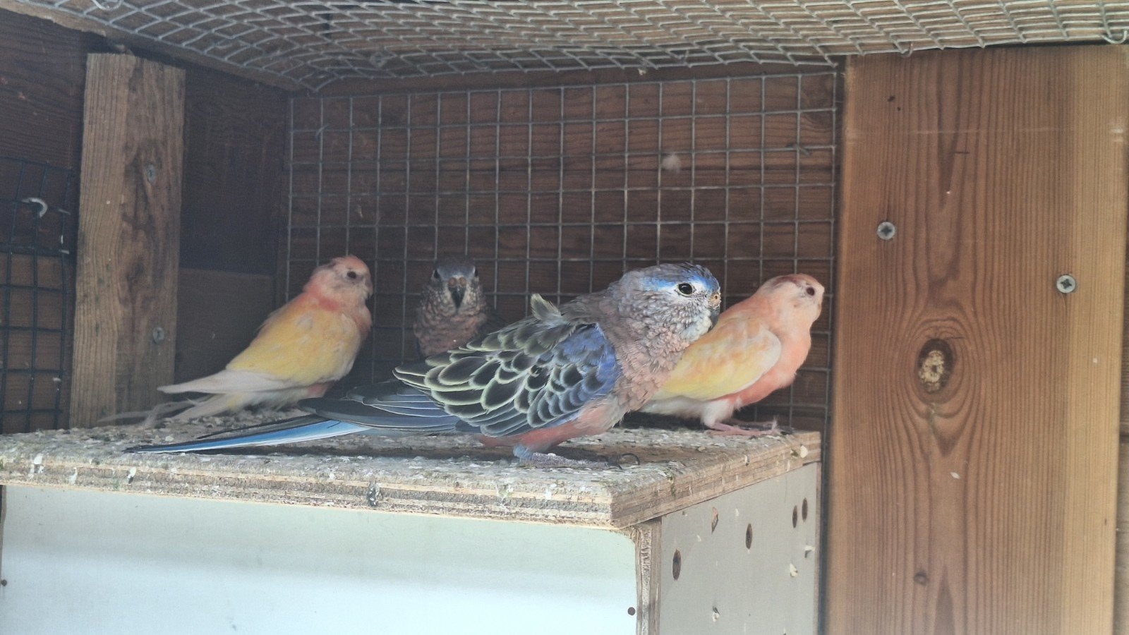 bourks parkieten, Meerdere dieren, Parkiet