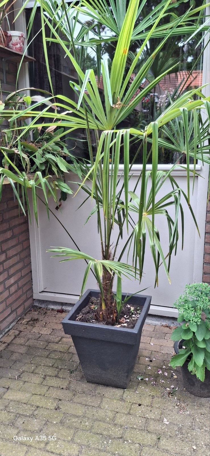 Palmen winterhard Trachycarpus Fortunei, Ophalen, Overige soorten, Volle zon