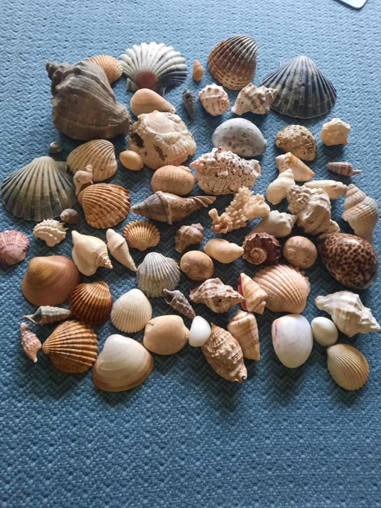 Verzameling schelpen - allerlei soorten en maten, Verzamelen, Ophalen of Verzenden, Gebruikt
