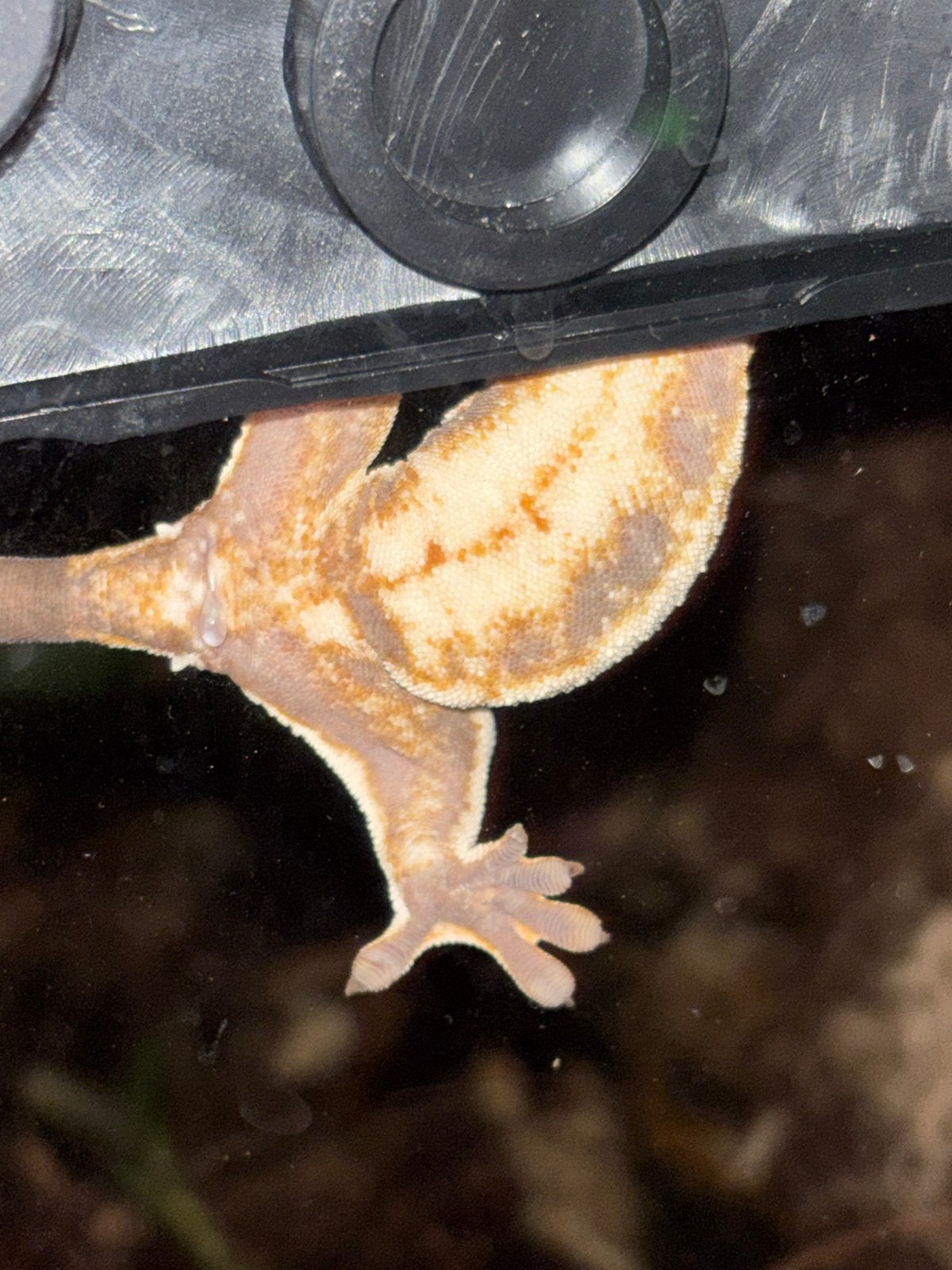 Friendly Crested Gecko Crested Gecko photo 7