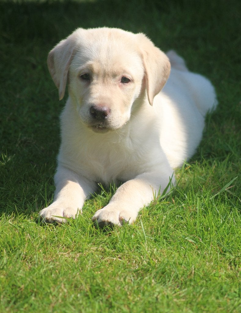 Geweldig mooie Labrador pup in Champagne!, 8 tot 15 weken, Labrador retriever, Meerdere, Meerdere dieren
