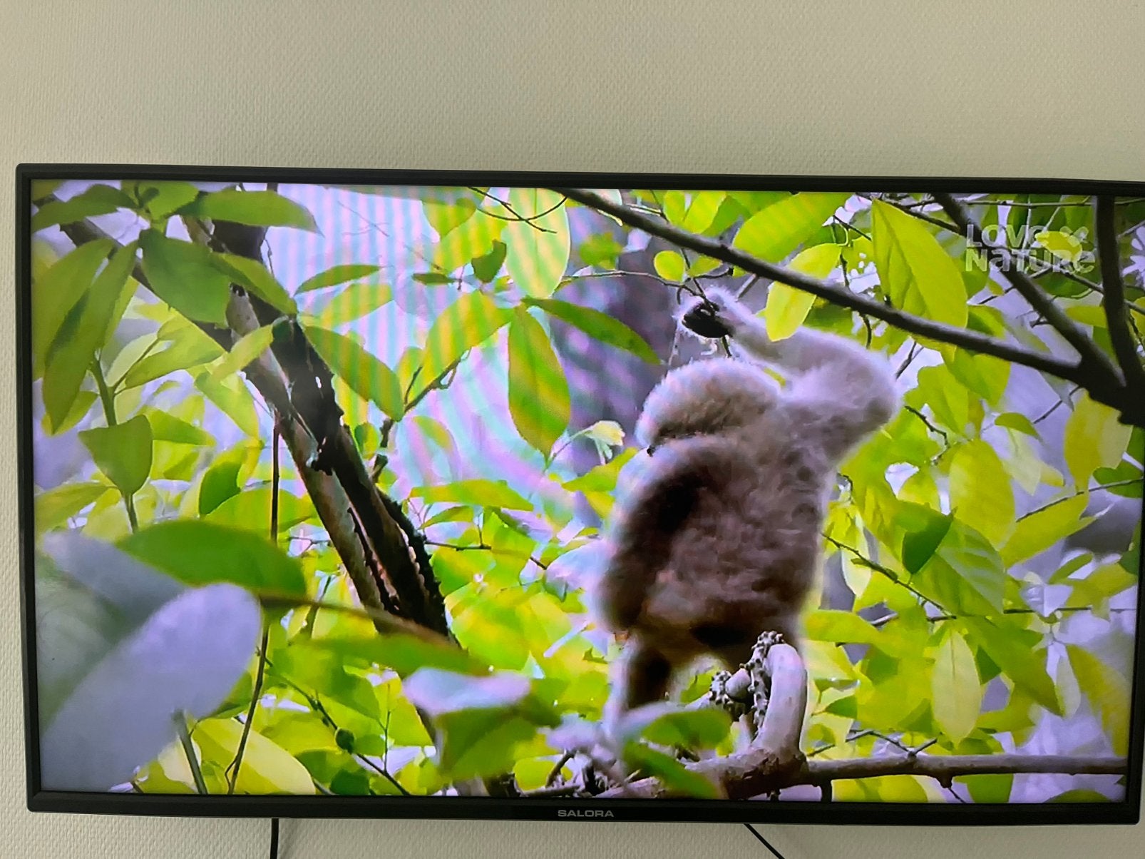Salora tv geen smart tv 43’, Ophalen, Zo goed als nieuw