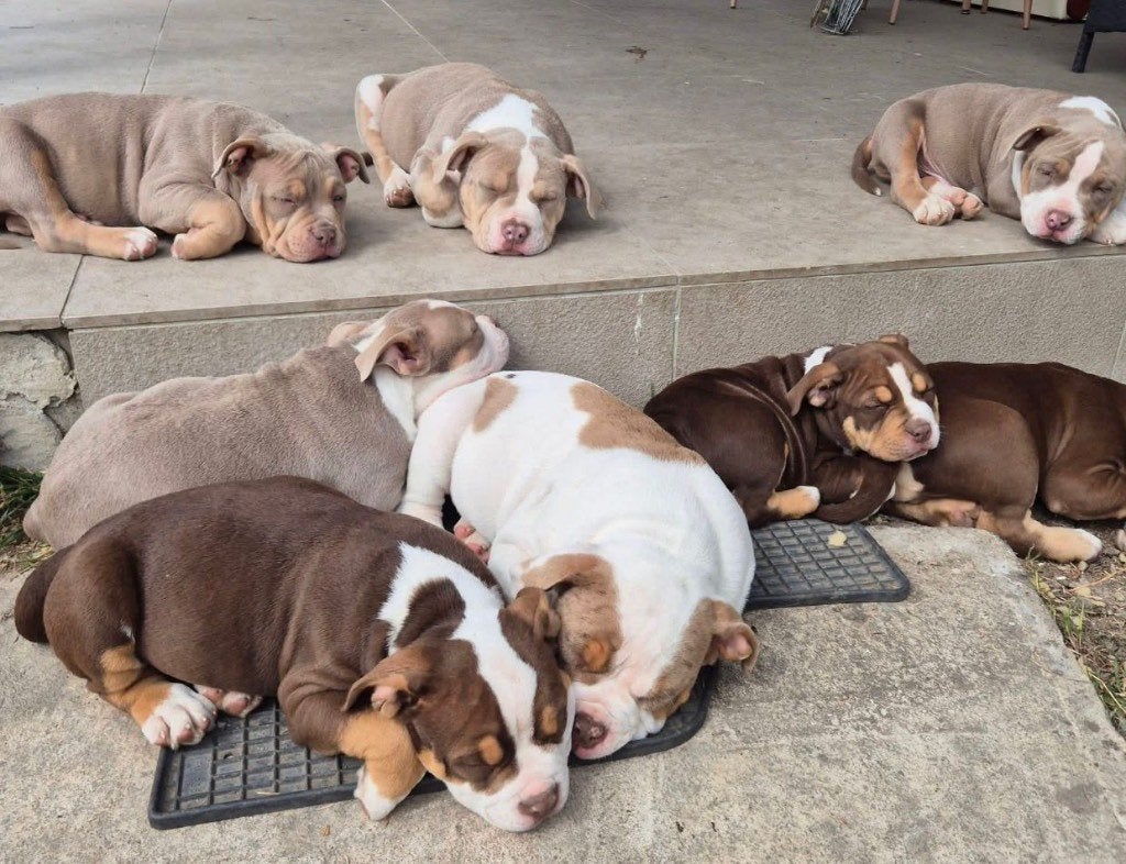American bully, België, Particulier, 15 weken tot 1 jaar, Overige rassen