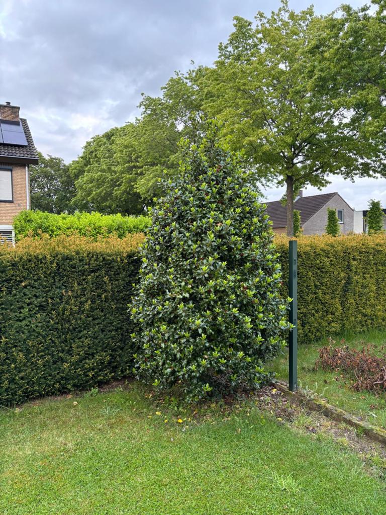 2 stuks Mooie volwassen Ilex aquifolium (gewone hulst), Vaste plant, Bloeit niet, Halfschaduw, Ophalen