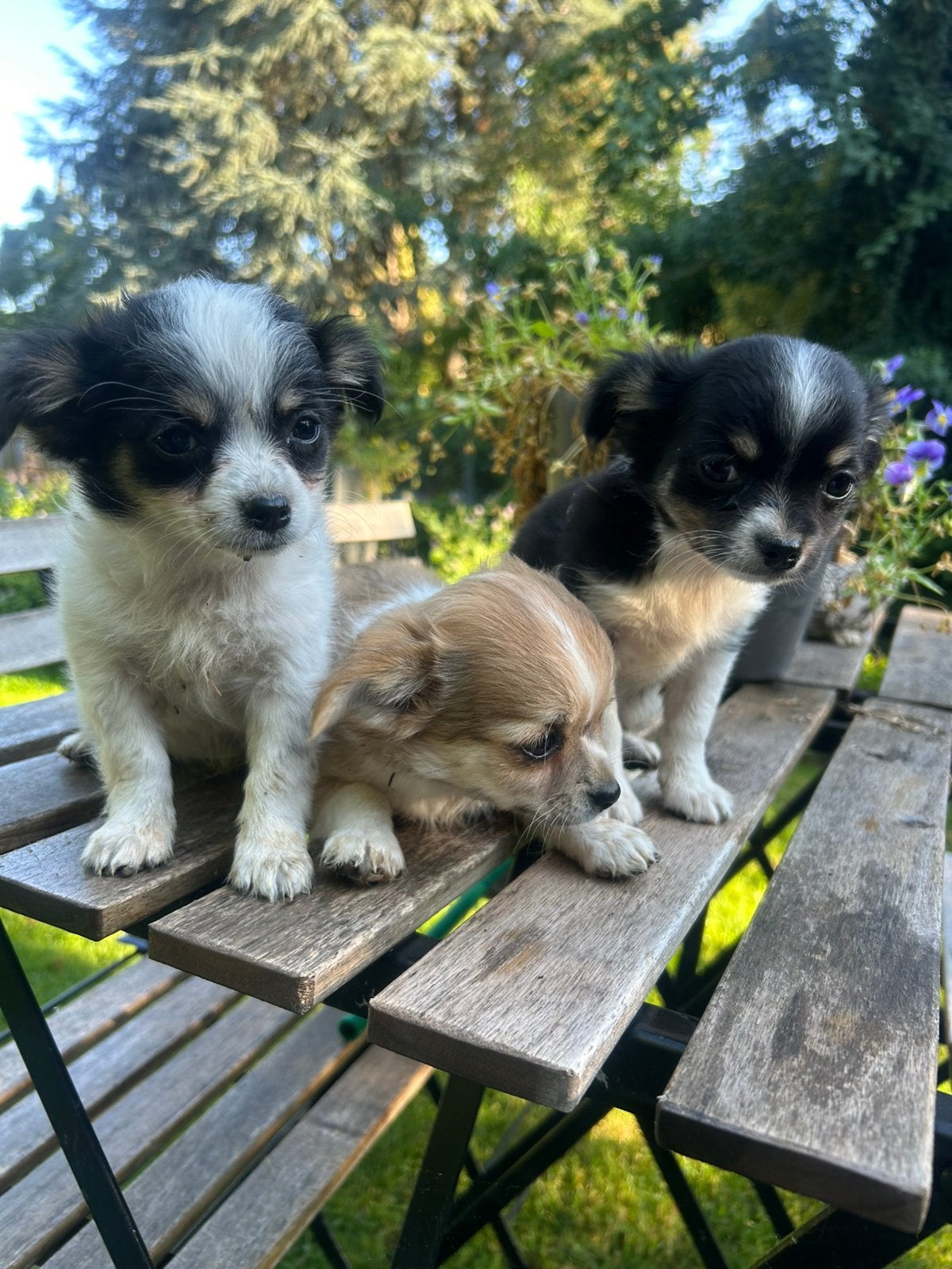 Prachtige mini chihuhua pups, Dieren en Toebehoren, Honden | Chihuahua's en Gezelschapshonden, België, Particulier, 8 tot 15 weken