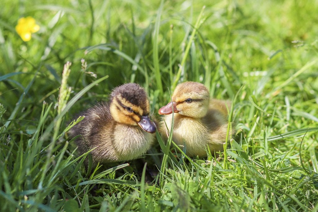 Oud Hollandse kwakers | Eendenkuikens | Gesekst, Meerdere dieren, Eend