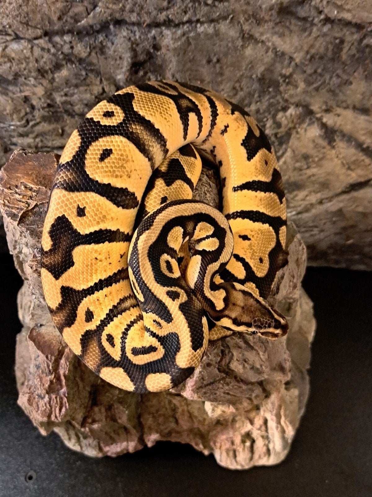 koningspython (regius) firefly vrouw Ball Python photo 5