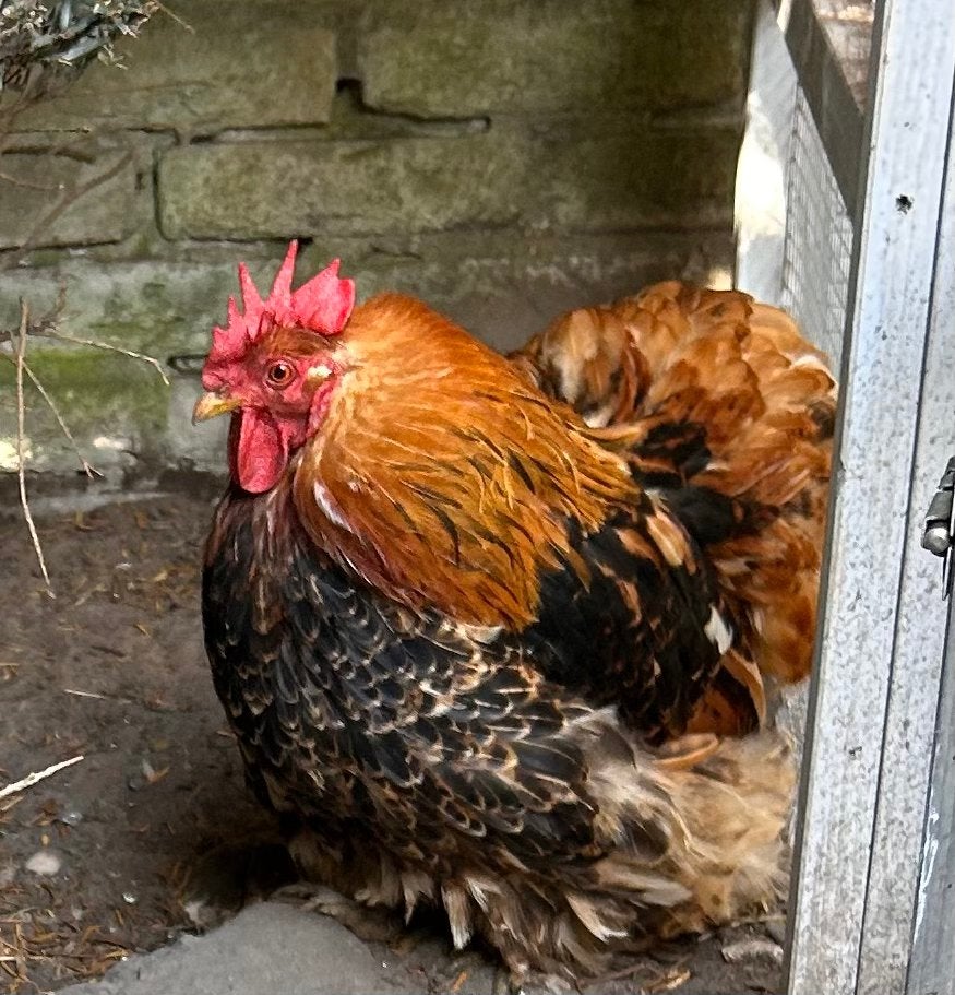 Met spoed gratis af halen: cochin kriel haan/verhaande hen, Dieren en Toebehoren, Pluimvee, Geslacht onbekend, Kip