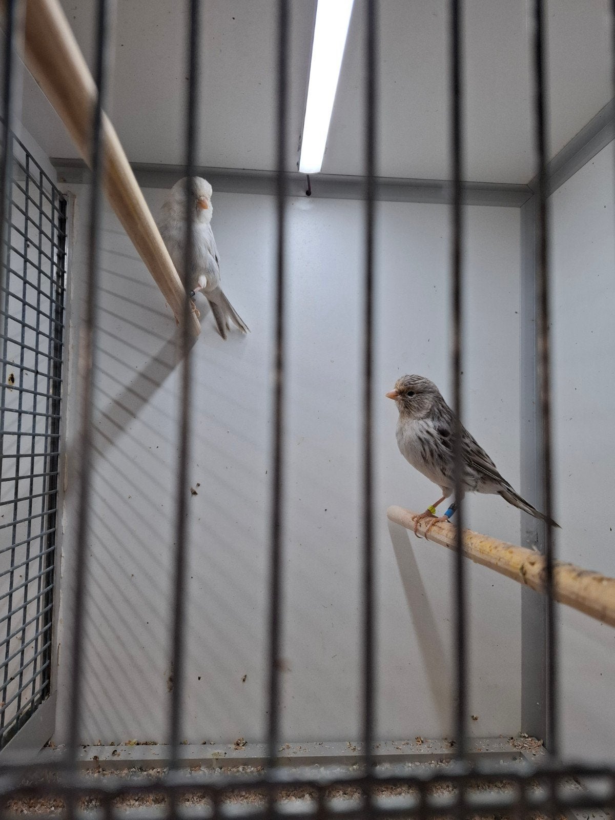 kanaries, Dieren en Toebehoren, Vogels | Kanaries, Meerdere dieren, Kleurkanarie