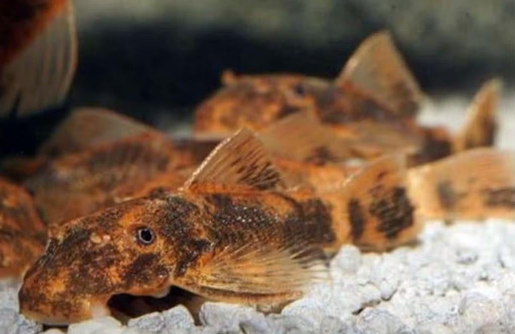 LDA 4 cm - Koidream Valburg, Dieren en Toebehoren, Vis, Zoetwatervis