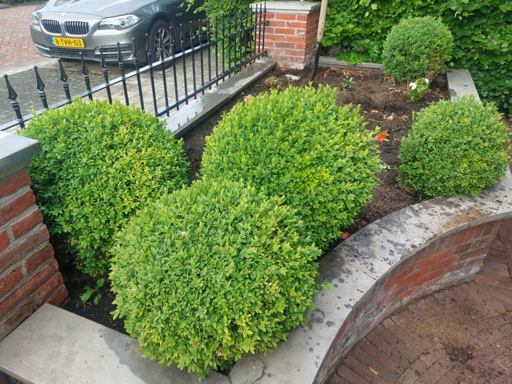 8 Bolbuxussen in diverse maten - perfect voor uw tuin, Ophalen of Verzenden